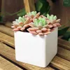 Arrangement de plantes succulentes en sucre rose artificiel, fleurs décoratives, dans un pot en céramique blanche