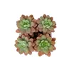 Decorative Flowers Artificial Pink Sugar Succulent Arrangement In White Ceramic Planter