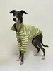 Vêtements pour chiens Automne et hiver Polo en coton pur Stretch Italien Greyhound Whippet Bellington Vêtements Rayures vertes 231206