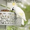 Decorazioni da giardino Statua di pappagallo Figure in resina Decorazioni realistiche di uccelli tropicali per patio Balcone Cortile Parco Amante degli uccelli all'aperto