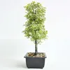 Decorative Flowers Simulated Plant Bonsai And Artificial Plastic For Home Wedding Christmas Decorations