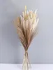 1 Set Fiori secchi Erba di pampa naturale Bouquet da sposa Phragmites Piante di canna Natale Decorazioni per la casa Soggiorno Valentine039s D2482727