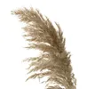 Hellfarbener Hochzeitsblumenstrauß, natürliche getrocknete Pampasgrasblume, schöne Schilf-Weihnachtsdekoration, Phragmites194s1057439