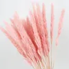 10pcs طبيعية مجففة صغيرة pampas phragmites