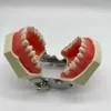 نموذج طب الأسنان الأسنان القياسي من طراز طباع الأسنان مع 32 ٪ من الأسنان القابلة للإزالة للتدريس