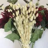 80pcs fleur de Phalaris séchée préservée blanc rose vert-jaune fleur séchée plante naturelle décor de mariage décor à la maison herbe séchée 212943