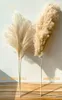 real natural dried flowers pampas grass decor plants wedding dry fluffy lovely for holiday home3856110