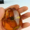 Amber العنكبوت النادر العنبر العنكبوت Pendant2368