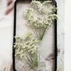 Decoratieve bloemen 100X geperst gedroogde natuurlijke witte meerkoppige Ammi Majus bloem plant herbarium voor sieraden ansichtkaart uitnodigingskaart