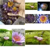 Decorative Flowers Wreaths Blue Lotus Dried Whole Flower Nymphaea Caerea 210317 Drop Delivery Home Garden Festive Party Supplies Dhl68