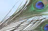 98PCSlot Natural Peacock Feather 2530cm Clothing Decoration Plumage Fashion Crafts and Stage Interior Decoration Material8766602