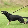 犬の襟のリーシュ2mレザードッグリーシュヘビーデューティトレーニング編みロープ耐久性のある強いペットドッグスリップトレーニング屋外ハイキングのためのPLEASH 231212