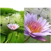 Decorative Flowers Wreaths Blue Lotus Dried Whole Flower Nymphaea Caerea 210317 Drop Delivery Home Garden Festive Party Supplies Dhl68