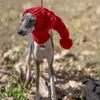 Outros suprimentos para cães Whippet inverno chapéu de lã vermelho animal de estimação galgo italiano presente de Natal com bola de pele 231211