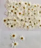 Fleurs décoratives 60 pièces pressées séchées Pericallis Hybrida plantes à fleurs herbier pour résine époxy fabrication de bijoux maquillage du visage artisanat d'art des ongles