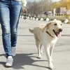 犬の首輪屋外のトレーニング小さな大きな犬が耐久性のあるリーシュナイロンビッグランニングをリードして、格納式を拡張するため