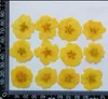 Kwiaty dekoracyjne 120pcs Wciśnięty suszony żółty/niebieski Jasminum nudiflorum kwiat rośliny zielnik do biżuterii