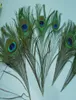 Top quality peacock feather 500pcs beautiful natural 1012inch party supply5055533