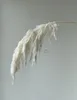 20茎白い色の結婚式の使用フラワーバンチ本物の乾燥したパンパスグラスブーケ天然植物ホーム装飾2247616