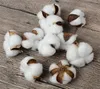 Natural and Synthetic Blend Cotton Balls Dry Flower Wedding Dried Flowers Plants Party Birthday el Courtyard Decoration Flowers7701968