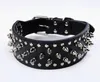 Dog Training Obedience 2inch Wide large dog Spiked Studded Leather Collars 55166cm For Medium Large Breeds Pitbull Mastiff Boxer Bully 3 colors 231212