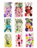 Dekorativa blommor kransar pressade minitorkade diy scrapbooking för hem bröllop jul navidad party dekoration flores Secas1283094