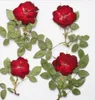 250 peças flor de rosa seca prensada vermelha com folha de ramo para resina epóxi pingente colar jóias fazendo artesanato acessórios diy2420377