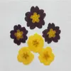 Kwiaty dekoracyjne 120pcs Wciśnięty suszony żółty/niebieski Jasminum nudiflorum kwiat rośliny zielnik do biżuterii