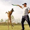 تدريب الكلاب لدغة خضراء عصا تربية الحيوانات الألمانية المدربين على ألمانيا كلب ، لدغة لدغة عصا لدغة