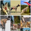 犬の襟のリーシュタクティカルハーネスミリタリーなしPLペットのベストミディアムラージドッグトレーニングハイキングモルポーチ220815ドロップデリdhgzz