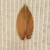 Palm Fan Leaf Getrocknete Blume Natürliche Getrocknete Palm Leaf Fan Pflanze DIY Party Kunst Wand Hängen Hochzeit Decor179u