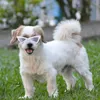 Dog Apparel Pet Sunglasses Colorful Retro Triangle Eyewear Costume Glasses Round Reflection Eye Wear For Cat Puppy Accessories