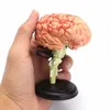 Other Office School Supplies 4D Human Anatomical Brain Model Anatomy Teaching Tool Toy Statues Sculptures School Use 7.2*6*10cm 231213