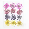 Decorative Flowers 12pcs Gifts Party Supplies Home Decoration True Flower Ammi Majus Hand-made Plant Pressed Dried