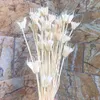 Dekorativa blommor kransar cirka 35 blommhuvuden torkade naturliga blommor grenar DIY Dry ​​Eternelle Star Anise Flower Bouquet For Home Decor Floral Arrangement 231214