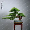 Fiori decorativi Saluto artificiale Pino Alberi finti Bonsai Soggiorno Decorazioni per ufficio El Landscaping