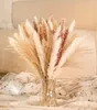 Flores decorativas Grinaldas 85 Pcs Branco Flores Secas Reed Bouquet Seco Pampas Ramos Arranjo Casamento Cauda Grama Dekoration Decoração de Casa 231214