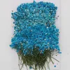 Decorative Flowers Wreaths 120 Pcs Natural Gypsophila Dried Flowers Small Flowers Bouquet Dry Flowers Press Mini Decorative Pography Background Decor 231214