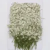 Decorative Flowers Wreaths 120 Pcs Natural Gypsophila Dried Flowers Small Flowers Bouquet Dry Flowers Press Mini Decorative Pography Background Decor 231214