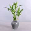 Décorations de Noël 40cm rFtificial Lucky Bamboo Succulent Faux Plante Fleur Vert Jardin en pot Table à manger en plein air Fish Tank Décoration de la maison 231215