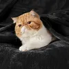 Одеяла Флисовое одеяло Queen Одеяло черного цвета - Одеяло для кровати Мягкое и легкое плюшевое Нечеткое уютное роскошное микроволокно 231216