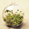 Wandbehang, Glas-Terrarien, Pflanzgefäß, abgeflachte Blumenvase, Terrarien, Glaskugel, Luftpflanzen-Topfhalter für Zuhause, Weihnachtsdekoration, Geschenkidee