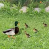 Garden Decorations Duck Statue Decoration Insert Outdoor Sign Animal Sculpture Acrylic Shaped Art For Yard