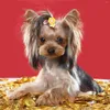 Abbigliamento per cani 10 pezzi Elastici per animali domestici Fascette decorative per capelli per cani Accessori in nylon Ragazza