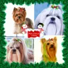 Vêtements de chien 10pcs petits arcs mode mignon ruban pour animaux de compagnie arc de Noël fournitures pince à cheveux accessoires de chat