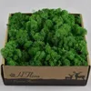 Kwiaty dekoracyjne 1000G Life Moss For Home Garden Decor Wedding Wall Flower Materiał Naturalny renifery mikro krajobrazowe akcesoria