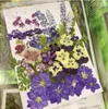 Dekoratif Çiçekler 50 PCS Karışık Kurutulmuş Preslenmiş Bitki Mücevher Kartı Davetiyesi İçin Herbaryum Davetiye Telefon Kılıfı Artcraft 7 Renk Seçimi
