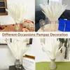 Flores decorativas naturais pampas grama seca pequena cana phragmites ramo natal jardim casamento outono decoração diy boho decoração de casa