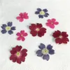 Original Color Verbena 2020 Handmade floral pressed flower for specimen whole shipment 120 pcs Y1128316M