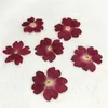 Original Color Verbena 2020 Handmade floral pressed flower for specimen whole shipment 120 pcs Y1128316M